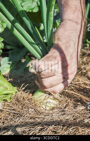 Uomo caucasico maturo che raccoglie la cipolla in un primo piano del giardino Foto Stock