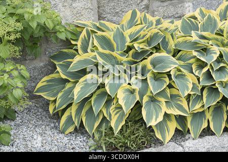 Funkia (Hosta 'First Frost'), Germania Foto Stock