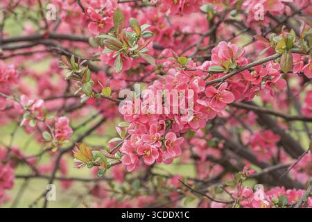 Cotogna giapponese (Chaenomeles speciosa), Repubblica federale di Germania Foto Stock