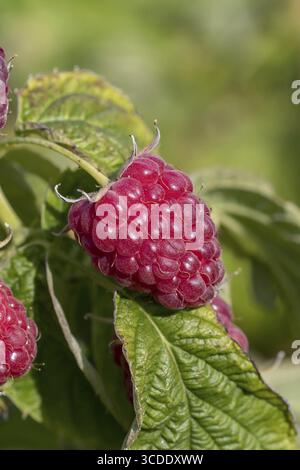 Lampone autunnale (Rubus idaeus 'Little Sweet Sister'), BS Saemann, Germania Foto Stock