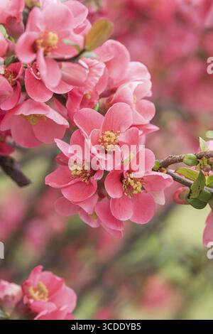 Cotogna giapponese (Chaenomeles speciosa), Repubblica federale di Germania Foto Stock