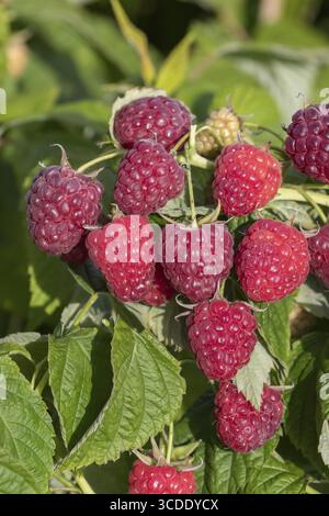 Lampone autunnale (Rubus idaeus 'Little Sweet Sister'), BS Saemann, Germania Foto Stock