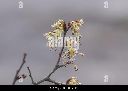 Olmo svolazzante (Ulmus laevis), Germania Foto Stock