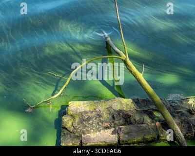 Alghe blu-verdi fioriscono in un lago d'acqua dolce nella Germania settentrionale, aprile 2025 Foto Stock