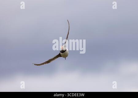 Pulcino Atlantico Fratercula arctica, adulto in volo che trasporta pesci, farne interne, Isole farne, Northumberland, Regno Unito, luglio Foto Stock