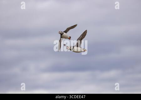 Pulcino Atlantico Fratercula arctica, adulti in volo che trasportano pesci, farne interne, Isole farne, Northumberland, Regno Unito, luglio Foto Stock