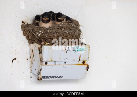 Barn Swallow Hirundo rustica, pulcini in nido, Kynance Cove, Cornovaglia, Regno Unito, luglio Foto Stock