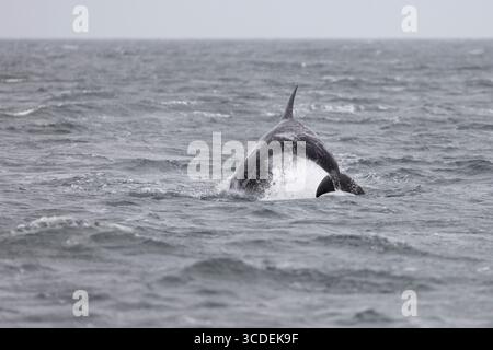 Grampus Griseus, delfino di Risso, salto per adulti, Falmouth Bay, Cornovaglia, Regno Unito, luglio Foto Stock