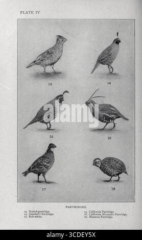 Parte IV della piastra: 13. Pergamena in scala. 14) California Partridge. 15. Il Partridge di Gambel. 16) California Mountain Partridge. 17. Bob-White. 18) Massena Partridge dal nostro gioco piuma; a Handbook of the North American game Birds by Huntington, Dwight Williams, pubblicato nel 1903 Foto Stock