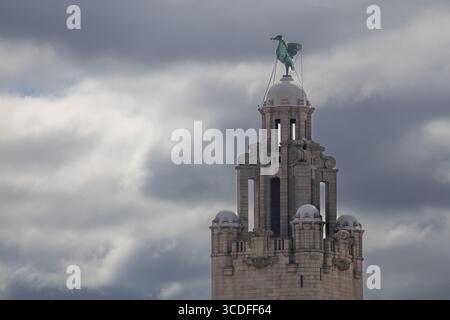 Primo piano di Liver Bird in cima al Royal Liver Building di Liverpool Foto Stock