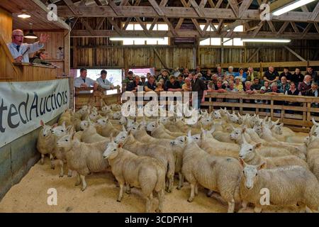 Lairg Sutherland Scotland agosto 2025 Cheviot Lamb Sales anello d'asta con pecore e il duro banditore Foto Stock