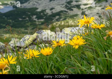 Fiori selvatici gialli luminosi che fioriscono tra erba verde e rocce nel paesaggio montano con sfondo sfocato. Concetto di flora alpina, stagionale Foto Stock