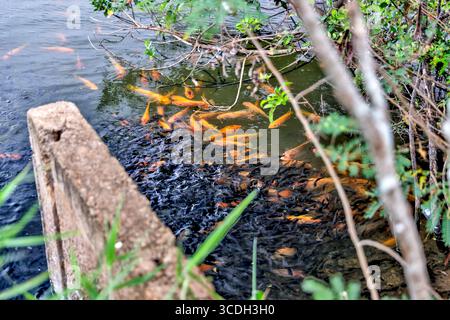 Paesaggi intorno a canali e stagni che raccolgono gamberi su Oahu Foto Stock