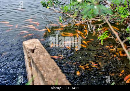 Paesaggi intorno a canali e stagni che raccolgono gamberi su Oahu Foto Stock