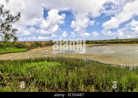 Paesaggi intorno a canali e stagni che raccolgono gamberi su Oahu Foto Stock
