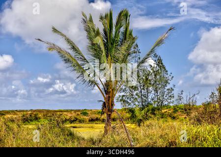 Paesaggi intorno a canali e stagni che raccolgono gamberi su Oahu Foto Stock