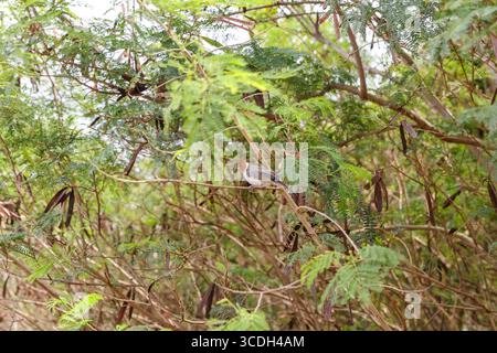 Paesaggi intorno a canali e stagni che raccolgono gamberi su Oahu Foto Stock