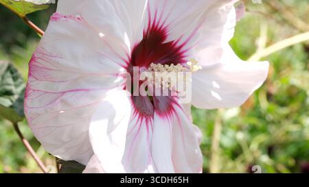 Un vivace ibisco fiorisce con grandi petali bianchi e venature rosa all'aperto. Foto Stock