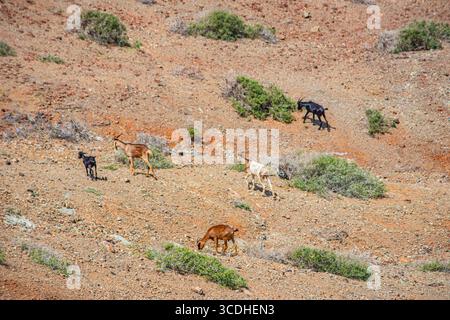 Un gruppo di capre che pascolano sull'arido paesaggio di Cabo de la Vela, la Guajira, Colombia. La scena cattura la bellezza naturale dell'ambiente desertico. Foto Stock