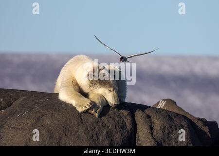Un orso polare (Ursus maritimus) appoggiato su una roccia mentre una terna artica (Sterna paradisaea) si tuffa in testa, tentando di difendere la sua colonia nidificante Foto Stock