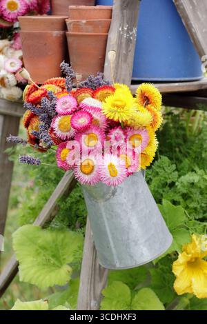 Vivace esposizione di fiori secchi. Fiori secchi, papaveri e lavanda disposti in un vaso in metallo appeso su una scala vintage in un giardino all'inglese. Foto Stock
