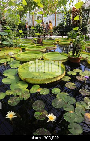 Incredibili ninfee tropicali giganti di Victoria Cruziana, originarie del Sud America, nella Waterlily House a Kew Gardens, a Londra, Regno Unito Foto Stock