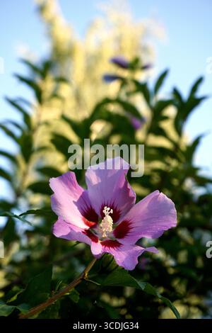 Primo piano di un fiore di rosa malva o rosa di Sharon (Hibiscus syriacus), Oiseau Bleu hibiscus Foto Stock