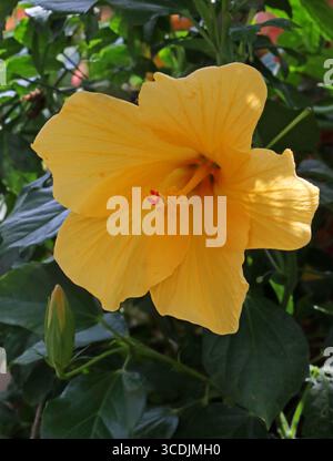 Yellow Tropical Hibiscus, Hibiscus rosa-sinensis 'Fort Myers Yellow', Malvaceae. Foto Stock