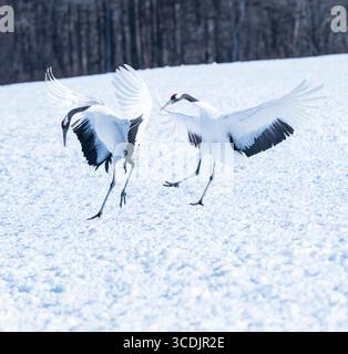 Un paio di gru dalla corona rossa che ballano, hokkaido, giappone Foto Stock