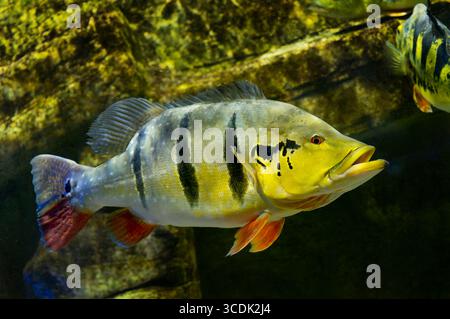 Cichla ocellaris enorme galleggiante sott'acqua Foto Stock