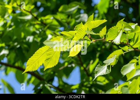 Primo piano lascia l'albero Ulmus laevis Foto Stock