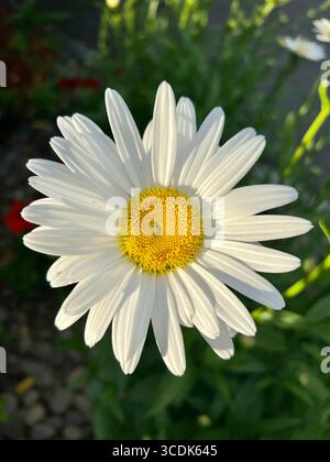 Margherita bianca Shasta con centro giallo Foto Stock
