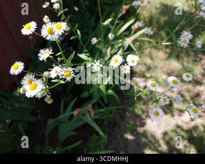 Margherite bianche sparse in un giardino verde, i loro petali brillano sotto la luce del sole. I fiori creano un'atmosfera allegra in un ambiente sereno Foto Stock