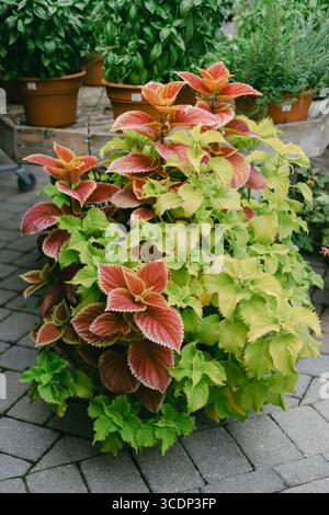 Piante vivaci in varie sfumature di verde e rosso esposte in un centro giardino locale in una giornata di sole. Foto Stock