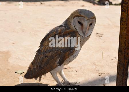 Gufo di stalla (Tyto alba) con volto a forma di cuore e piume dorate Foto Stock