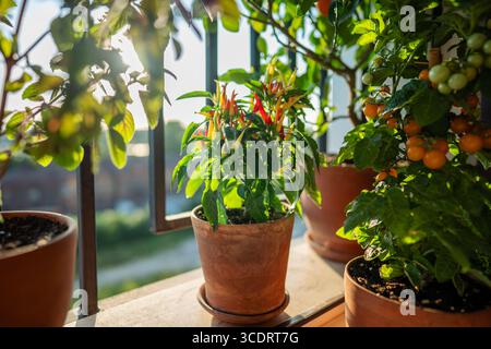 Primo piano di una piccola pianta di peperoncino rosso, ciliegia gialla di pomodoro in vaso sul balcone, messa a fuoco morbida Foto Stock