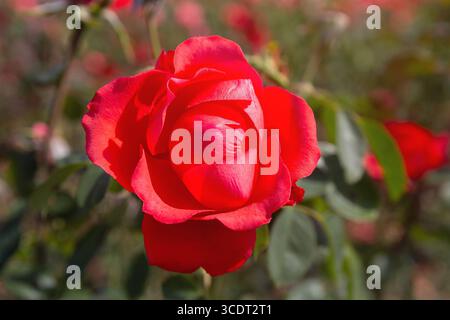Bella rosa rossa illuminata dal sole nel giardino. Fiore Foto Stock