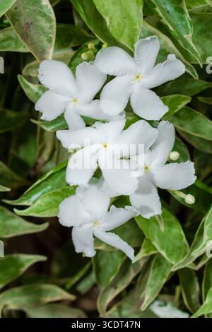 Gelsomino comune, comunemente chiamato fiore della ruota o gelsomino crepe, piccoli fiori bianchi sul giardino Foto Stock