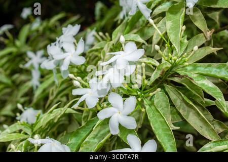 Gelsomino comune, comunemente chiamato fiore della ruota o gelsomino crepe, piccoli fiori bianchi sul giardino Foto Stock