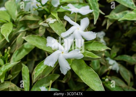 Gelsomino comune, comunemente chiamato fiore della ruota o gelsomino crepe, piccoli fiori bianchi sul giardino Foto Stock