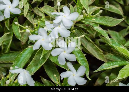 Gelsomino comune, comunemente chiamato fiore della ruota o gelsomino crepe, piccoli fiori bianchi sul giardino Foto Stock