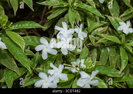 Gelsomino comune, comunemente chiamato fiore della ruota o gelsomino crepe, piccoli fiori bianchi sul giardino Foto Stock