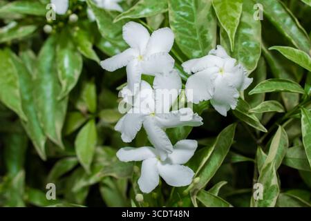 Gelsomino comune, comunemente chiamato fiore della ruota o gelsomino crepe, piccoli fiori bianchi sul giardino Foto Stock