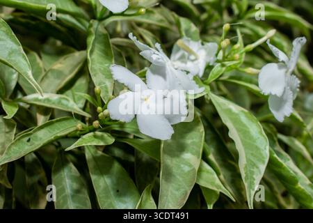 Gelsomino comune, comunemente chiamato fiore della ruota o gelsomino crepe, piccoli fiori bianchi sul giardino Foto Stock