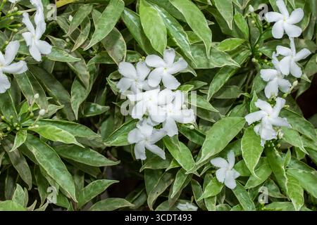 Gelsomino comune, comunemente chiamato fiore della ruota o gelsomino crepe, piccoli fiori bianchi sul giardino Foto Stock