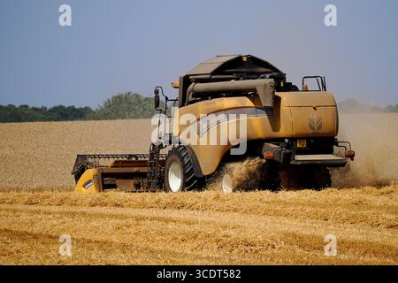 Mietitrebbiatrice che lavora su campo di mais durante la mietitura, Regno Unito Foto Stock