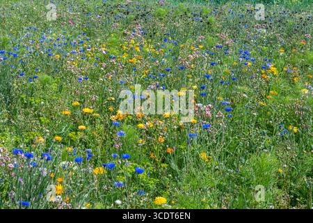 Fiori selvatici colorati che crescono in un campo di Rhossili Sunflowers, una popolare attrazione turistica sulla penisola di Gower, Galles del Sud, Regno Unito, durante l'estate Foto Stock