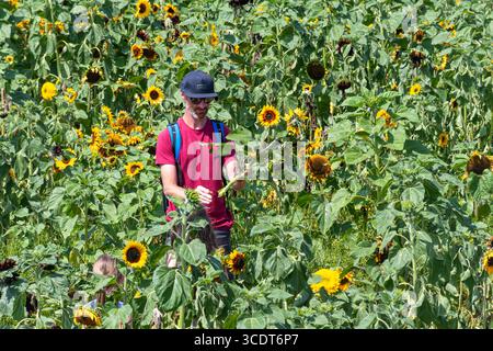 Persone che raccolgono girasoli presso Rhossili Sunflowers, una popolare attrazione turistica sulla penisola di Gower, Galles del Sud, Regno Unito, durante l'estate Foto Stock