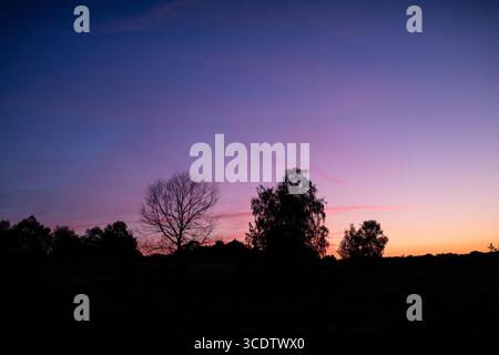 Alberi sagomati al tramonto, in estate a New Forest, Burley, Hampshire Foto Stock