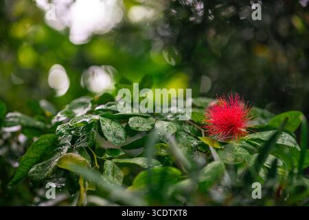 USA Hawaii Isole Kauai primo piano di Red 'ohi'a lehua Flower. Foto Stock